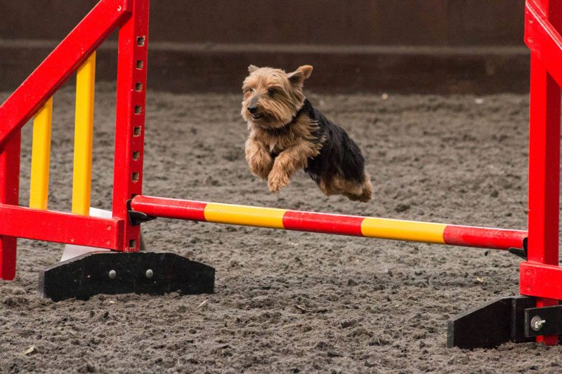 Photo of Arnie (Yorkshire Terrier) jumping micro height, showing size does not matter