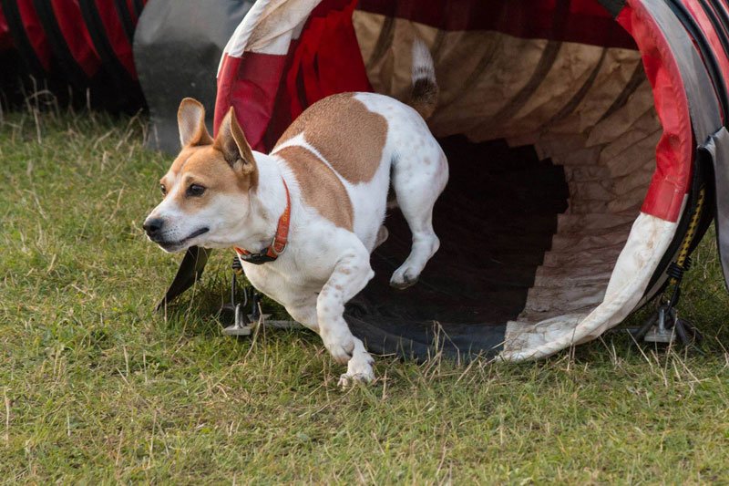 Photo of Buddy (Jack Russell x Chihuahua) running out of a tunnel