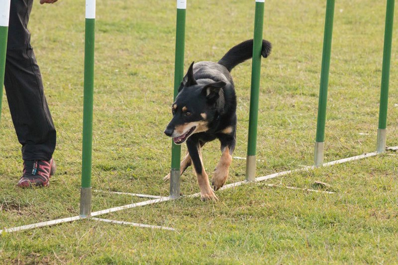 Photo of Dee (Kelpie) tackling the weaves