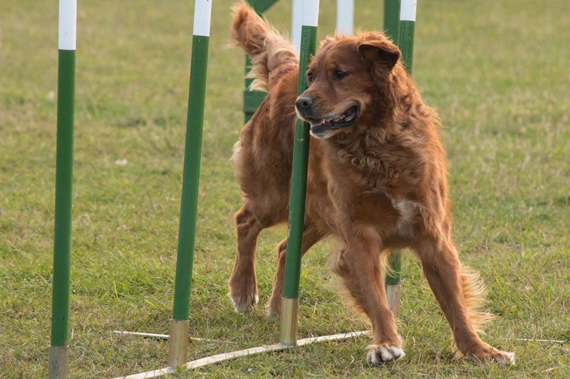 Photo of Jack (Working Golden Retreiver) tackling the weaves