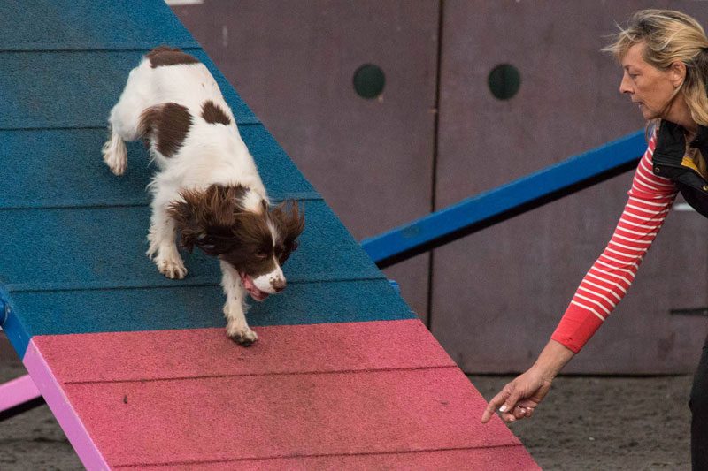 Photo of Lisa steading her dog Tee (Springer Spaniel) down as she comes down the A-frame