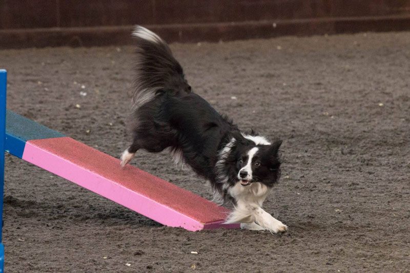 Photo of dog running off the end of the seesaw