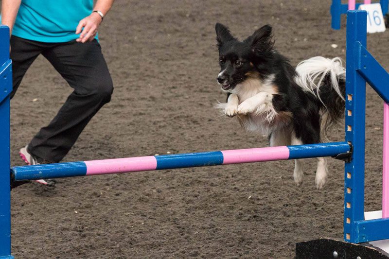 Photo of dog clearing a jump