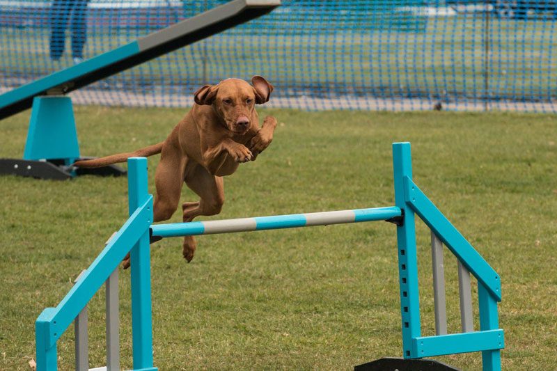 Photo of Lola (Visla) clearing a jump