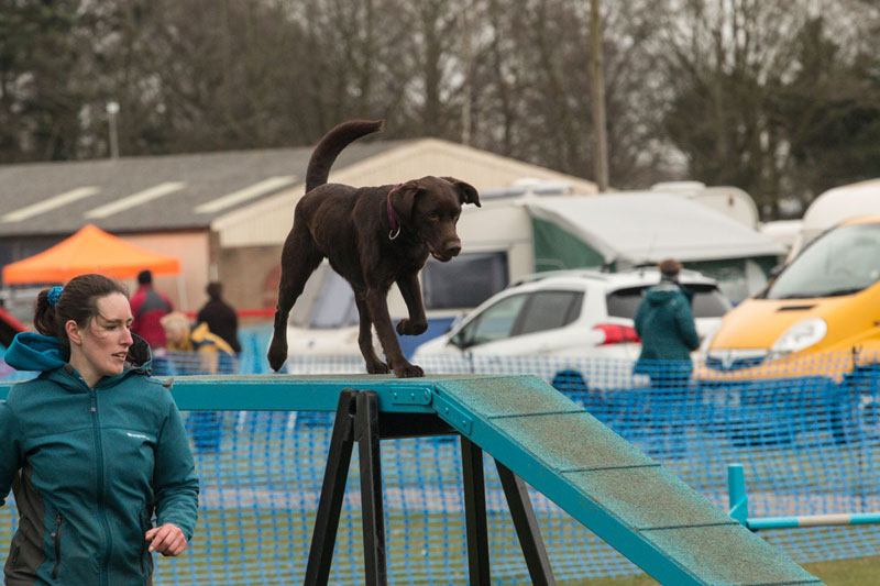 Photo of Nicky with her dog Bracken (Labrador) going over the dog walk