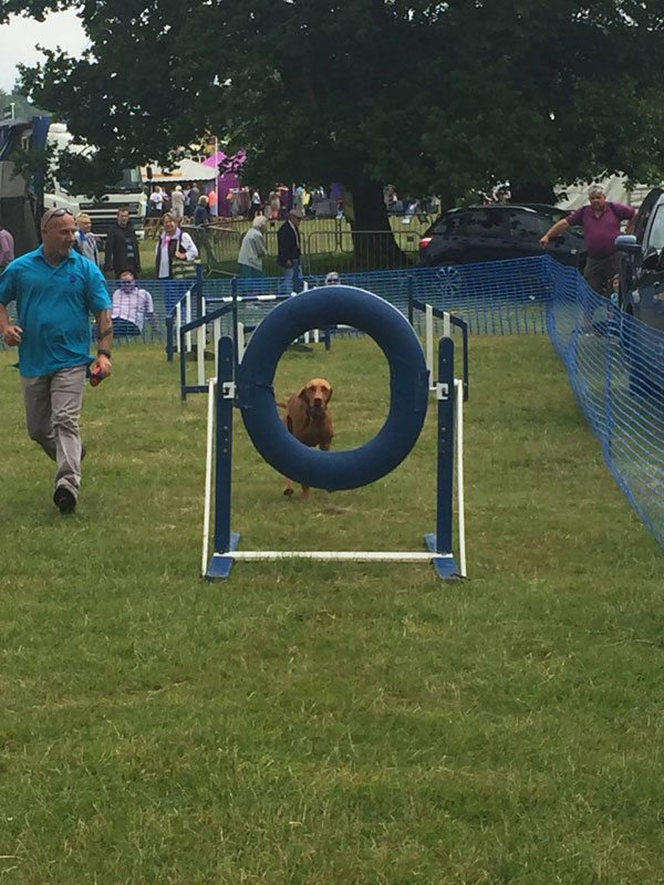 Photo of Dave running beside his dog Lola (Visla) as she is about to jump through the tyre