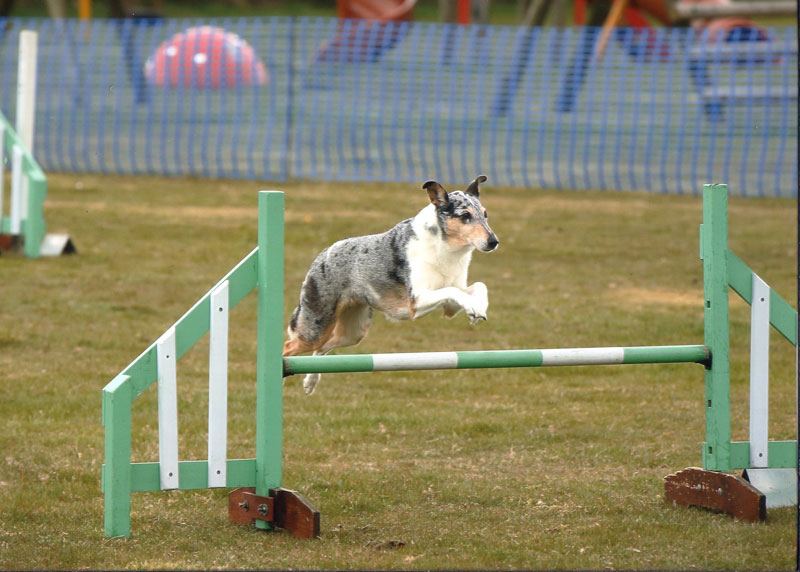 Photo of Pip (Smooth Collie) gliding over a jump