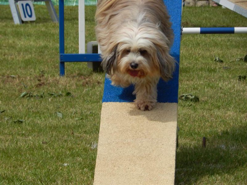 Photo of Poppy coming down the seesaw