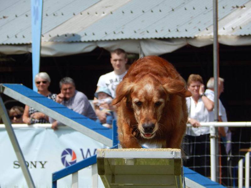 Photo of Rio (Working Golder Retreiver) coming over the seasaw