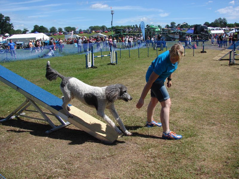 Photo of Louie (Poodle) being rewarded for stoping at the end of the seesaw