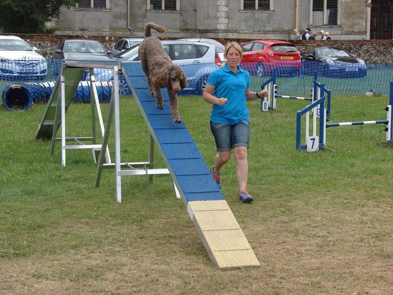 Photo of Hattie (Poodle) going over the dog walk