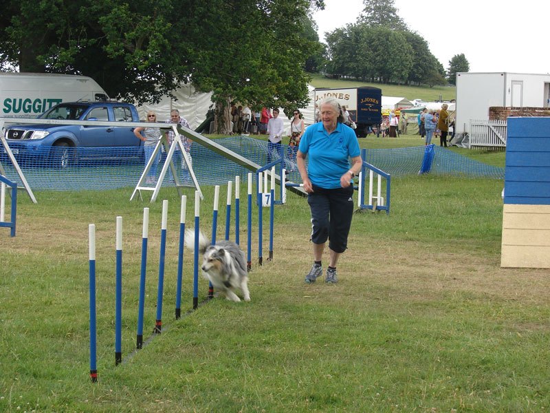 Photo of Linda running along side her Sheltie as it traverses the weaves