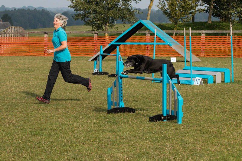 Photo of Sue running along side her dog Lucy (Labrador cross) as they complete a agility course