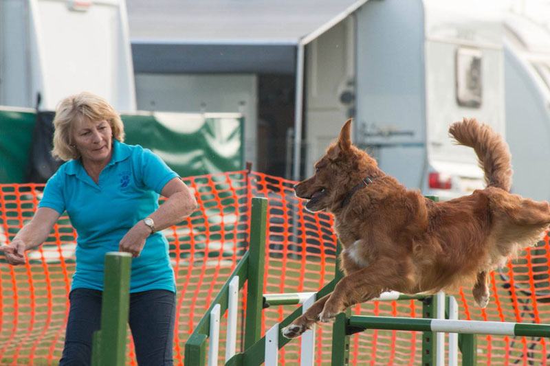 Photo of Pauline giving her dog Jack (Working Golden Retreiver) direction as he clears a jump